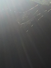 Gasteracantha cancriformis