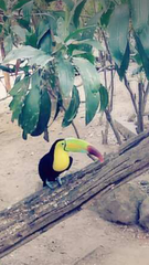 Ramphastos