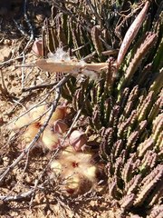Stapelia hirsuta
