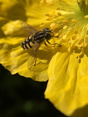 Helophilus obscurus