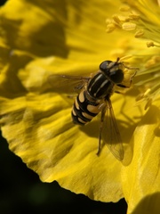Helophilus obscurus