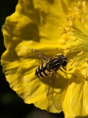 Helophilus obscurus