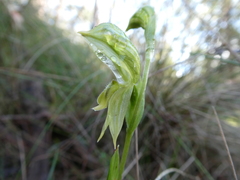 Pterostylis viriosa