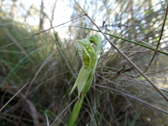 Pterostylis viriosa