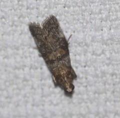 Hypargyria metalliferella