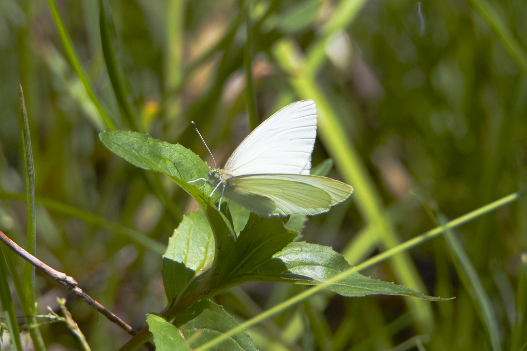 Opaque Margined White