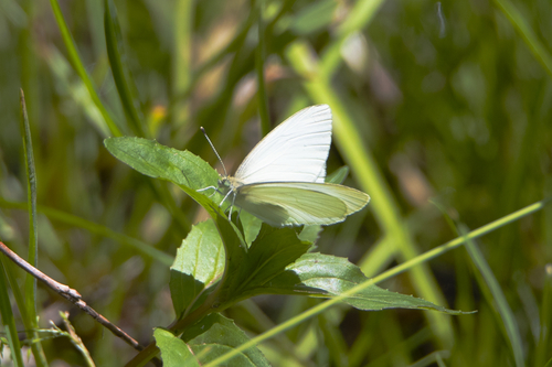 Opaque Margined White