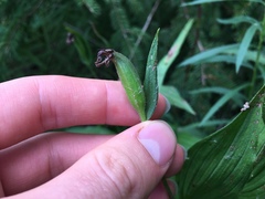 Cypripedium parviflorum