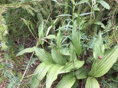 Cypripedium parviflorum