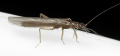 Arctoperlaria