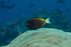 Acanthurus nigricans