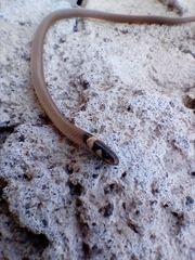 Tantilla