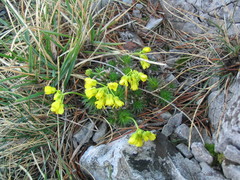 Draba aizoides