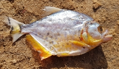 Serrasalmus marginatus