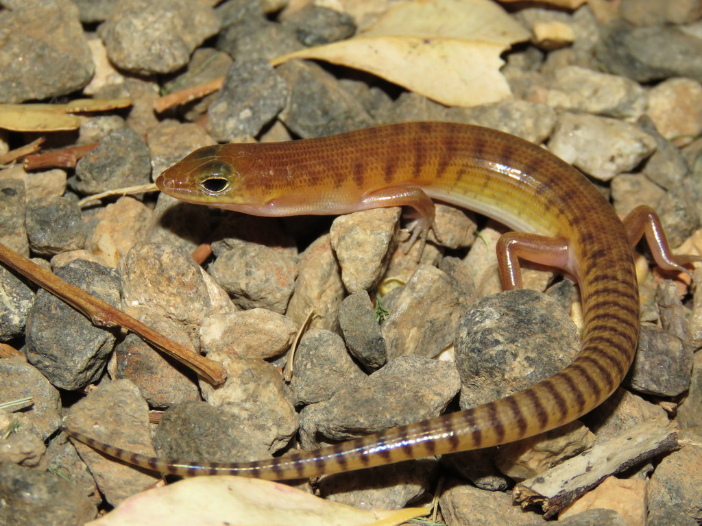 Ghost Skink
