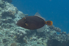 Cantherhines dumerilii