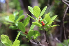Vaccinium calycinum