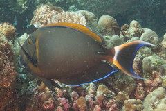 Acanthurus bariene