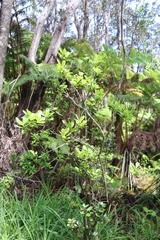 Vaccinium calycinum