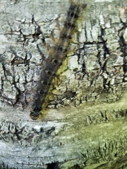 Entomophaga maimaiga