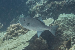 Canthidermis maculata