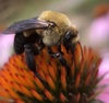 Hibiscus Turret Bee - Photo (c) James Kindt, some rights reserved (CC BY), uploaded by James Kindt