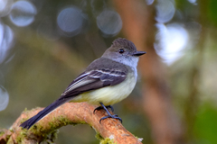 Myiarchus cephalotes
