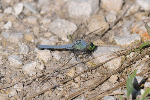 Eastern Pondhawk photographed in Iowa