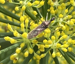 Zelus cervicalis