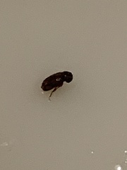 Stegobium