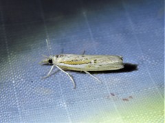 Fissicrambus quadrinotellus