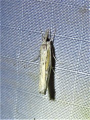 Fissicrambus quadrinotellus