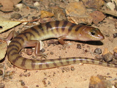 Eremiascincus richardsonii