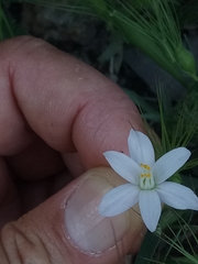 Allium roseum image