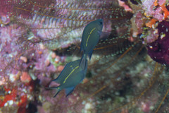 Acanthochromis polyacanthus