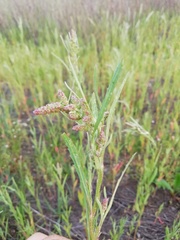 Atriplex littoralis