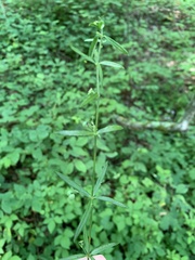 Galium uniflorum