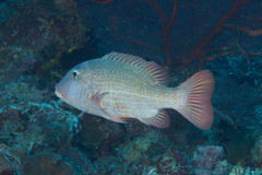 Lethrinus erythracanthus