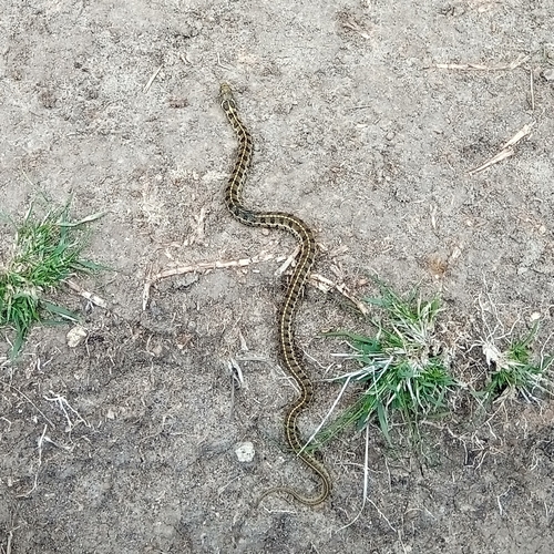 Short-tail Alpine Garter Snake