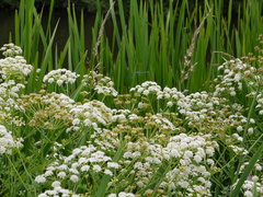 Enallagma cyathigerum