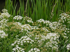 Enallagma cyathigerum