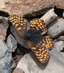 Chlosyne whitneyi