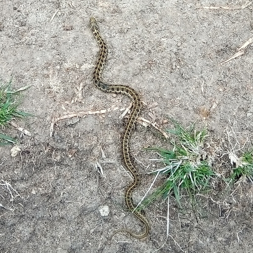Short-tail Alpine Garter Snake