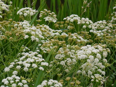 Enallagma cyathigerum