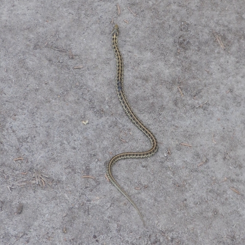 Short-tail Alpine Garter Snake