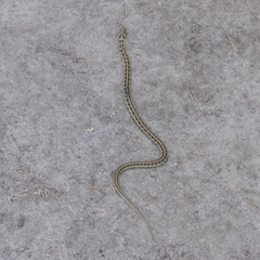 Thamnophis scaliger