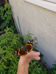 Vanessa atalanta