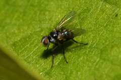 Microsoma exiguum