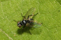 Microsoma exiguum