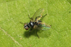 Microsoma exiguum